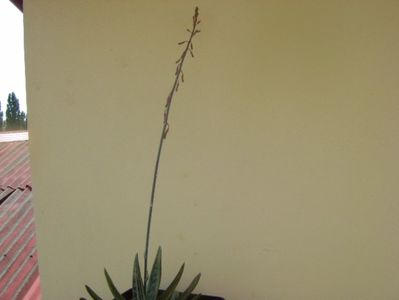 Gasteria little warty, tija florala