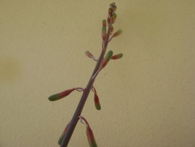 Gasteria little warty