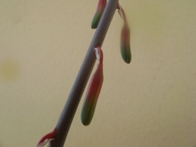 Gasteria little warty