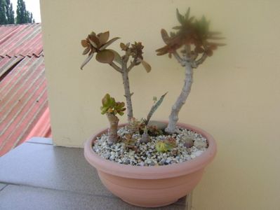 Grup de 7 suculente; Crassula orbicularis
Crassula marnieriana
Crassula ovata hobbit
Crassula perforata variegata
Kalanchoe orgyalis 
Kalanchoe hybrid elk antlers
Ledebouria socialis
