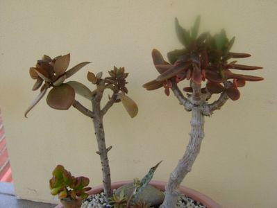 Grup de 7 suculente; Crassula orbicularis
Crassula marnieriana
Crassula ovata hobbit
Crassula perforata variegata
Kalanchoe orgyalis 
Kalanchoe hybrid elk antlers
Ledebouria socialis
