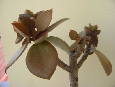 Kalanchoe orgyalis