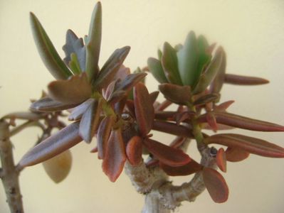 Kalanchoe hb. Elk antlers