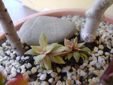 Crassula orbicularis