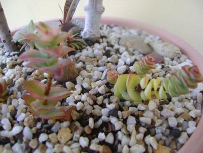 Crassula marnieriana & Crassula perforata variegata