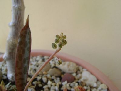 Ledebouria socialis, tija florala