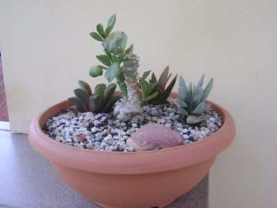 Grup de 4 suculente; Monadenium guentheri
Crassula falcata
Haworthia retusa
Aloe sp.
