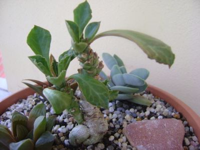 Grup de 4 suculente; Monadenium guentheri
Crassula falcata
Haworthia retusa
Aloe sp.
