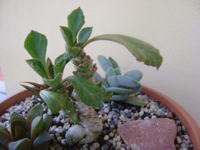 Monadenium guentheri