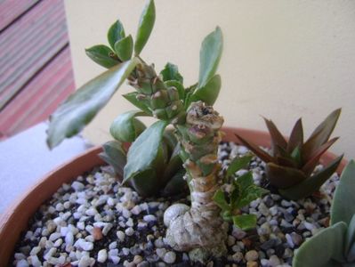 Monadenium guentheri