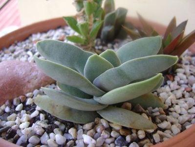 Crassula falcata