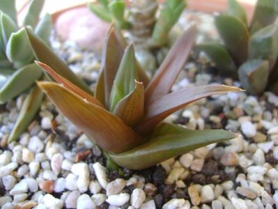 Aloe sp.