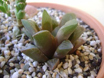 Haworthia retusa