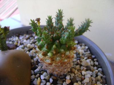 Euphorbia flanagani