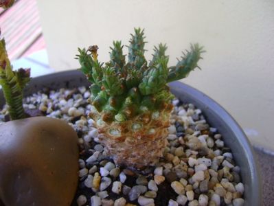 Euphorbia flanagani