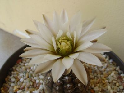 Gymnocalycium ragonesei