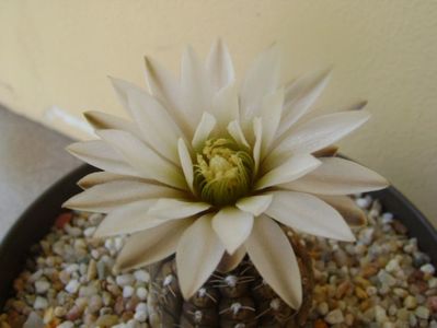 Gymnocalycium ragonesei