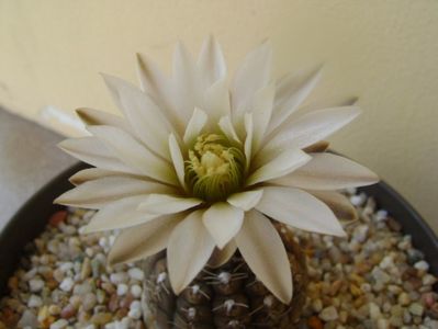 Gymnocalycium ragonesei