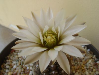 Gymnocalycium ragonesei