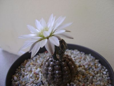 Gymnocalycium ragonesei