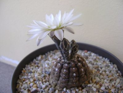 Gymnocalycium ragonesei