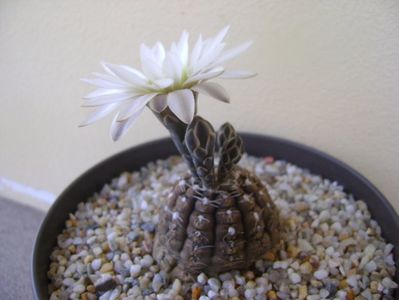 Gymnocalycium ragonesei