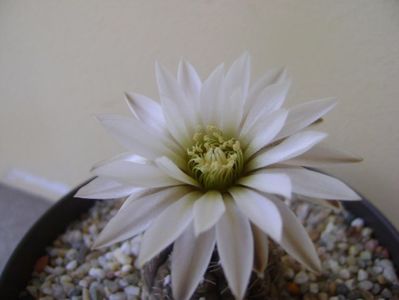 Gymnocalycium ragonesei