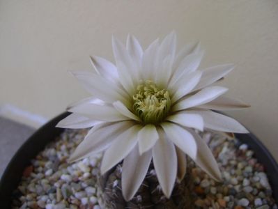 Gymnocalycium ragonesei