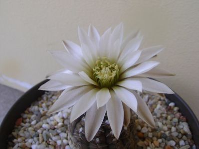 Gymnocalycium ragonesei