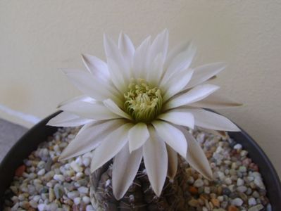 Gymnocalycium ragonesei