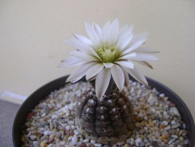 Gymnocalycium ragonesei