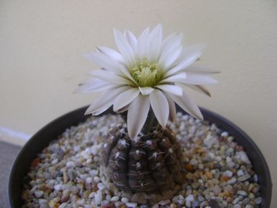 Gymnocalycium ragonesei