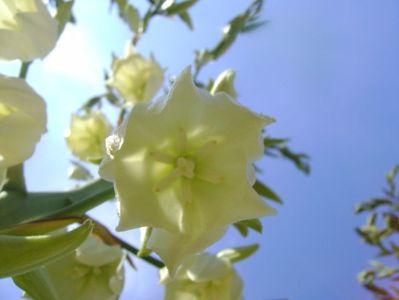 Yucca filamentosa