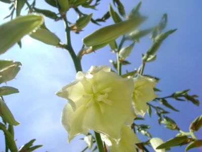 Yucca filamentosa