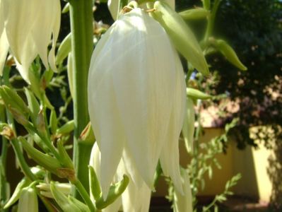 Yucca filamentosa