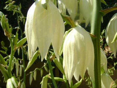 Yucca filamentosa