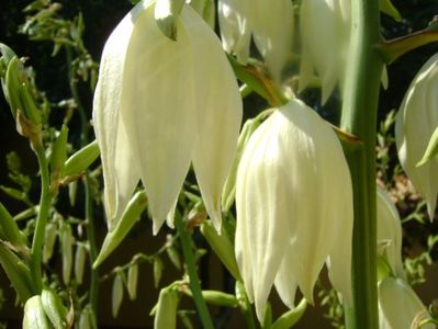 Yucca filamentosa