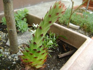 Sempervivum, boboc