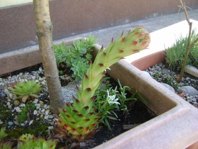 Sempervivum, boboc