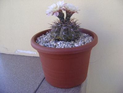 Gymnocalycium ochoterenae v. cinereum