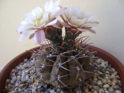 Gymnocalycium ochoterenae v. cinereum