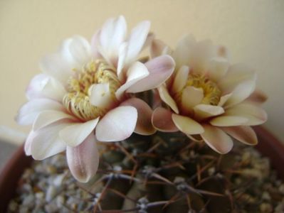 Gymnocalycium ochoterenae v. cinereum