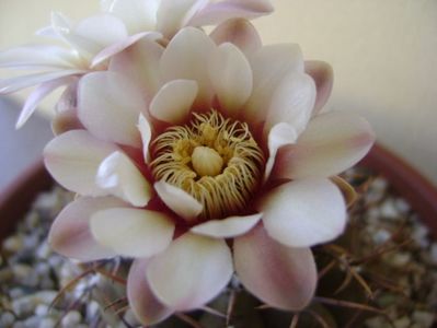 Gymnocalycium ochoterenae v. cinereum