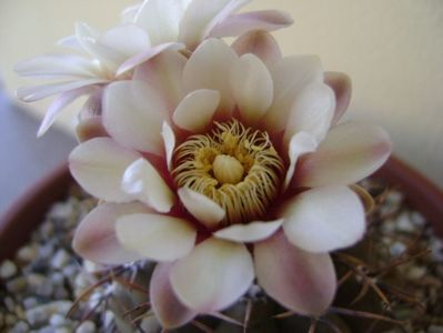 Gymnocalycium ochoterenae v. cinereum