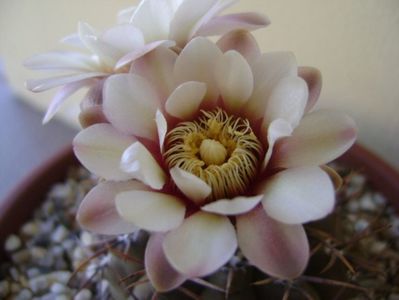 Gymnocalycium ochoterenae v. cinereum