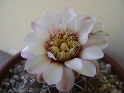 Gymnocalycium ochoterenae v. cinereum