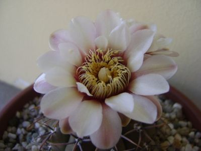 Gymnocalycium ochoterenae v. cinereum