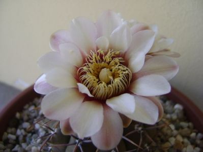 Gymnocalycium ochoterenae v. cinereum