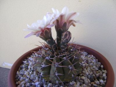 Gymnocalycium ochoterenae v. cinereum