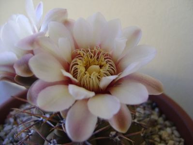 Gymnocalycium ochoterenae v. cinereum